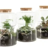 ohgreen Terrarium arrangement