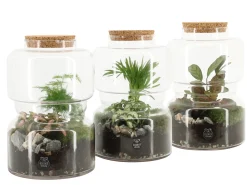 ohgreen Terrarium arrangement