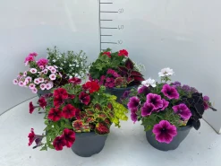 ohgreen Terrasplanten