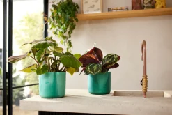 ohgreen The Ocean Collection 18cm Pacific green