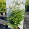 ohgreen Thuja occidentalis Brabant ( Levensboom )