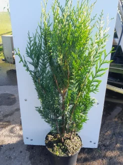 ohgreen Thuja plicata Atrovirens ( Reuzenlevensboom )