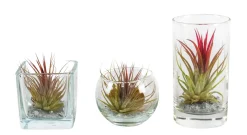 ohgreen Tillandsia glas mix (luchtplantje)