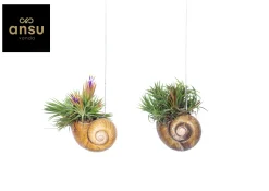 ohgreen Tillandsia Shelly hang (luchtplantje)