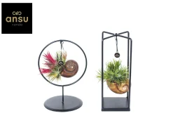 ohgreen Tillandsia Shelly mix (luchtplantje)