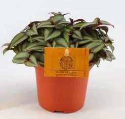 ohgreen Tradescantia zebrina Compacta