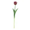 ohgreen Tulipa