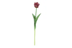 ohgreen Tulipa