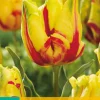 ohgreen Tulp texas flame 7st