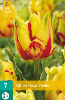 ohgreen Tulp texas flame 7st