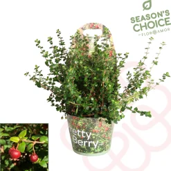 ohgreen Ugni molinae ( Chileense Guava )