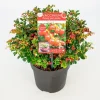 ohgreen Vaccinium vitis idaea ' red candy' - rode bosbes, vossenbes, hondsbes