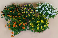 ohgreen Viool in schaal