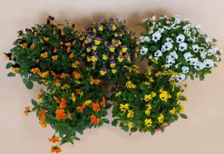 ohgreen Viool in schaal