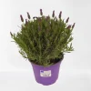 ohgreen Vlinder lavendel p14