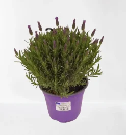 ohgreen Vlinder lavendel p14