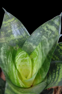 ohgreen Vrouwentongen 'Sanseviera trifasciata "Laurentii"