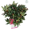 ohgreen Weigela florida Wine & Roses ( Alexandra )