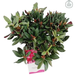 ohgreen Weigela florida Wine & Roses ( Alexandra )