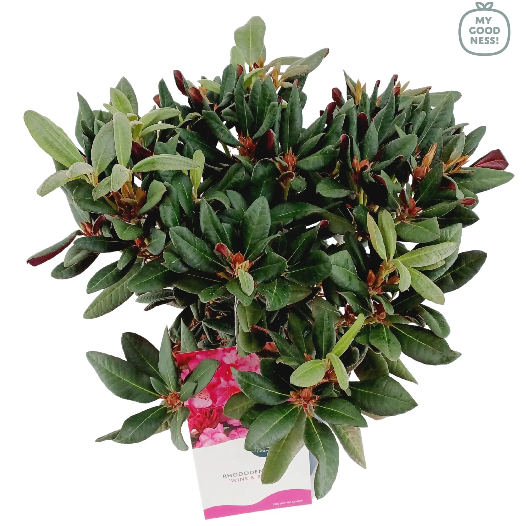 ohgreen Weigela florida Wine & Roses ( Alexandra )