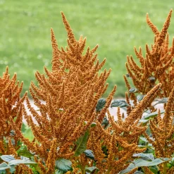 ohgreen Zaden: amarant golden