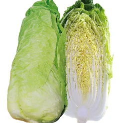 ohgreen Zaden: andijvie pain de sucre