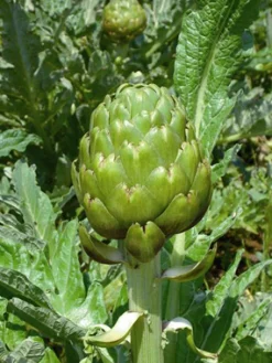 ohgreen Zaden: artichoc imperial star