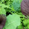 ohgreen Zaden: asiasla mesclun
