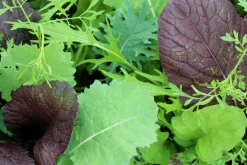 ohgreen Zaden: asiasla mesclun