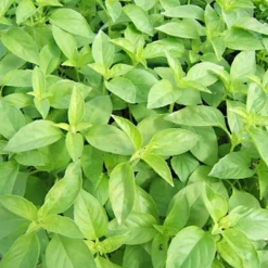 ohgreen Zaden: basilicum citronella