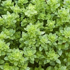 ohgreen Zaden: basilicum griek