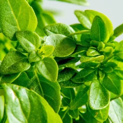 ohgreen Zaden: basilicum groen fijn