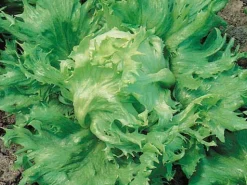 ohgreen Zaden: bataviasla reine des glaces