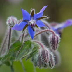 ohgreen Zaden: bernagie