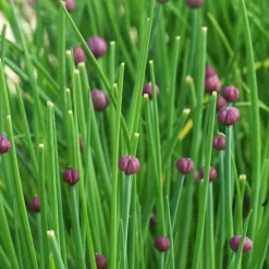 ohgreen Zaden: bieslook gewoon