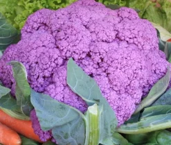 ohgreen Zaden: bloemkool paars uit sicilië