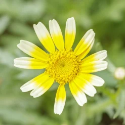 ohgreen Zaden: chrysant eetbaar shungiku