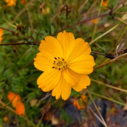 ohgreen Zaden: cosmos oranje