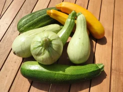 ohgreen Zaden: courgette mengeling