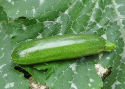 ohgreen Zaden: courgette mutabile