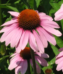 ohgreen Zaden: echinacea purpurea