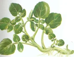 ohgreen Zaden: gewoon barbarakruid