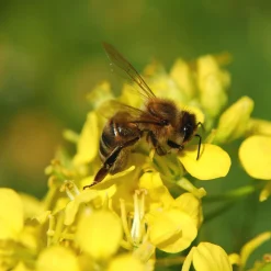 ohgreen Zaden: honingbloemen (groenbemester)