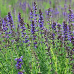 ohgreen Zaden: hysop