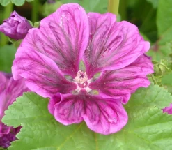 ohgreen Zaden: kaasjeskruid (malva)