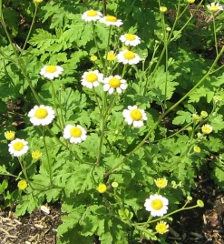 ohgreen Zaden: kamille groot