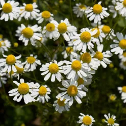 ohgreen Zaden: kamille matricaria