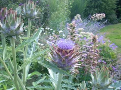 ohgreen Zaden: kardoen