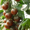 ohgreen Zaden: kerstomaat black cherry