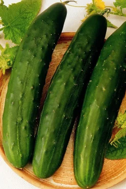 ohgreen Zaden: komkommer vert long maraicher
